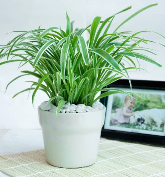 cây cảnh đẹp, cây cảnh để bàn, ô nhiễm không khí